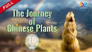 【ENG DUBBED】[The Journey of Chinese Plants] EP10 影响世界的中国植物