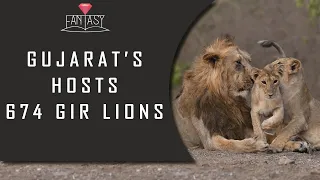 GUJARAT GIR LIONS