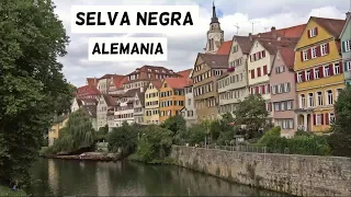 Selva Negra en Alemania en 5 minutos: Una Región de Cuento y Naturaleza | Friburgo, Triberg..