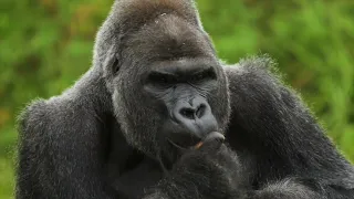 Mountain Gorillas - Stories that Stream! Baby Box 23-24 (TUVA)