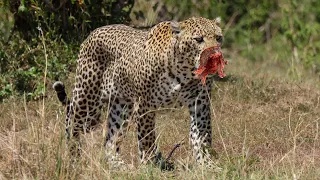 Tragic Moment! Unlucky Leopard Faces All Kinds of Dilemmas