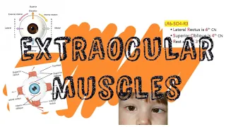 Extraocular Muscles | complete anatomy in 3 min