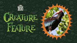 Creature Features: Southern Bald Ibis