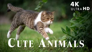 Baby Animals Special Episode - Do You Like  Lovely Moments Of The Wild Baby Animals? Relaxing Music