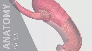 Muscle Layers of the Stomach | Anatomy Slices