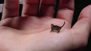 The Smallest Cat in The World