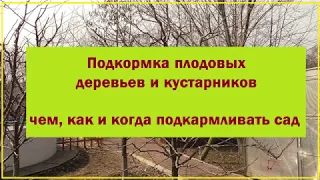 Чем, когда и как подкормить плодовые деревья и кустарники