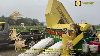 MESIN PEMIPIL JAGUNG TANPA KUPAS CONVEYER CV KOMENG FARM kirim ke MODO LAMONGAN JAWA TIMUR