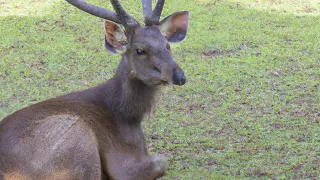 "Majestic Deer: Graceful Creatures of the Forest"