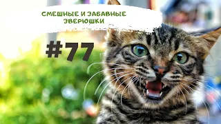 Смешных и забавных зверюшек #77