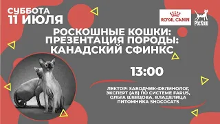 РОСКОШНЫЕ КОШКИ: ПРЕЗЕНТАЦИЯ ПОРОДЫ. КАНАДСКИЙ СФИНКС