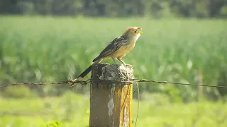 Anu branco (Guira guira) vocalizando