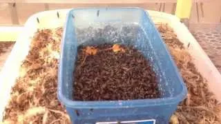 Breeding Black Soldier Fly Indoor for Stable Production
