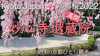 京都桜2022🌸【妙心寺退蔵院】紅しだれ桜の迫力に圧巻のアラフィフ女性京都桜観光（kyoto,Japan,Cherry Blossoms）