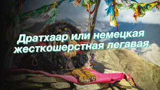 Дратхаар или немецкая жесткошерстная легавая