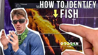 How To IDENTIFY FISH ON A FISHFINDER! ( SONAR BASICS )