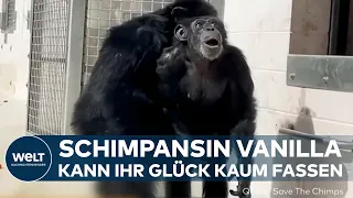 ZUM ERSTEN MAL TAGESLICHT: Überwältigender Augenblick - 29-jährige Schimpansin sieht erstmals Himmel
