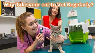 Ensuring Your Cat's Health: The Importance of Regular Vet Check Ups