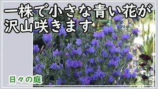 【ガーデニングvlog】1株で綺麗な青い花が沢山咲きます/エキウム ブルーベッダー/多年草/植え付けから花が咲くまで/園芸/