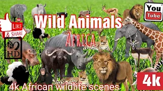 4K African Safari: Stunning Wildlife, Serene Landscapes, Relaxing Piano Music