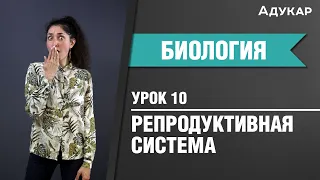 Репродуктивная система человека| Биология ЦТ, ЕГЭ