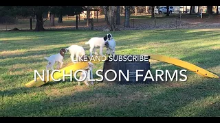 The Baby Goats Are Growing Fast - Farm Update