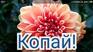 Бабушкин способ хранения георгин зимой. Или отправляем георгины на зимовку.