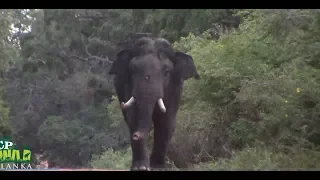 Massive Tusker at the Yala National park !