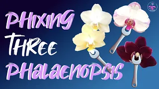 Struggling phalaenopsis complex hybrids | CLEANING | SECURING into pots #ninjaorchids #SelfWatering