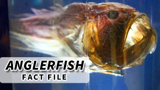Deepsea Anglerfish Facts: LANTERNS with TEETH | Animal Fact Files