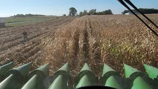 Harvesting my Corn Plot  - #514