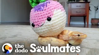 This Ball Python Hangs Out in a Crochet Cave | The Dodo Soulmates