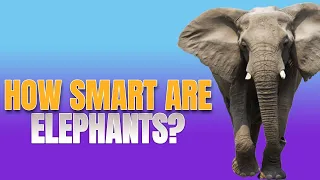 How smart are Elephants? Facts about elephant that can surprise anyone