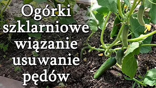 Ogórki szklarniowe. Podwiązywanie, usuwanie pędów, porządki.