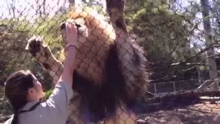 Lion feeding at the San Diego Zoo!