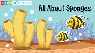 All About Sponges