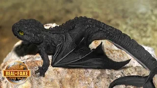 Night Fury Dragon In Real Life -  real or fake?