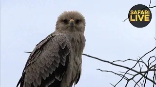 safariLIVE - Sunrise Safari - December 12, 2018