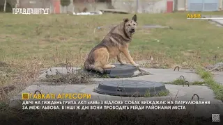 Зграя собак на Рясне-2: Як себе поводити і куди звертатися? ПравдаТУТ Львів/Випуск новин 05.02.2021