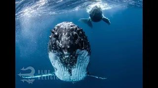 Swimming with whales in Vava´u Tonga