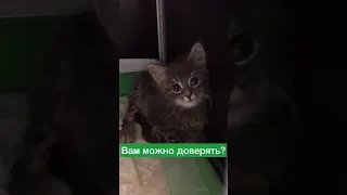 Котенок Соня приболела