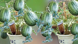 Growing Watermelons Using Bottles Is A Very Unique Technique