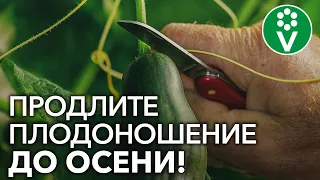 ПОДКОРМИТЕ ОГУРЦЫ ТАК В АВГУСТЕ! Огурцы будут плодоносить даже в дождь и холод!