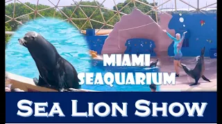 Sealion Show, Miami Seaquarium