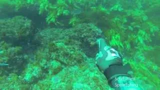 SouthWest Spearfishing - Spearfishing Western Australia