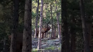 Location bugle and reply in this clip - both are actual elk.