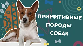 Примитивные породы собак. Как подружиться с такой собакой? Особенности содержания и общения с ними