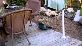 Turtle humping a watering can