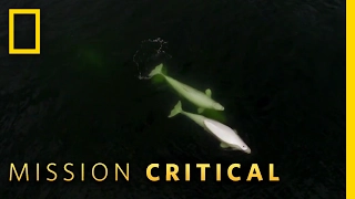 The Uncertain Future of Belugas | Mission Critical