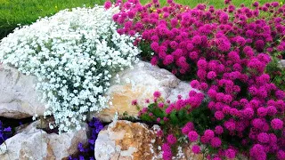 Unpretentious flowers from weeds. A carpet of blooms instead of weeds!